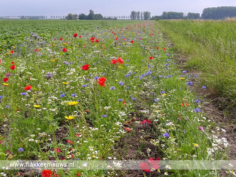 Flakkeese Akkerranden weer in volle bloei