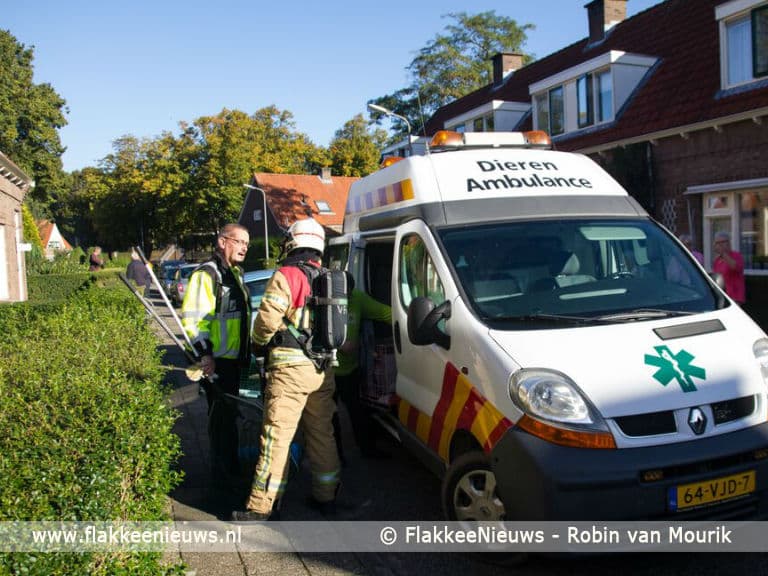 Huisdier overleden bij woningbrand