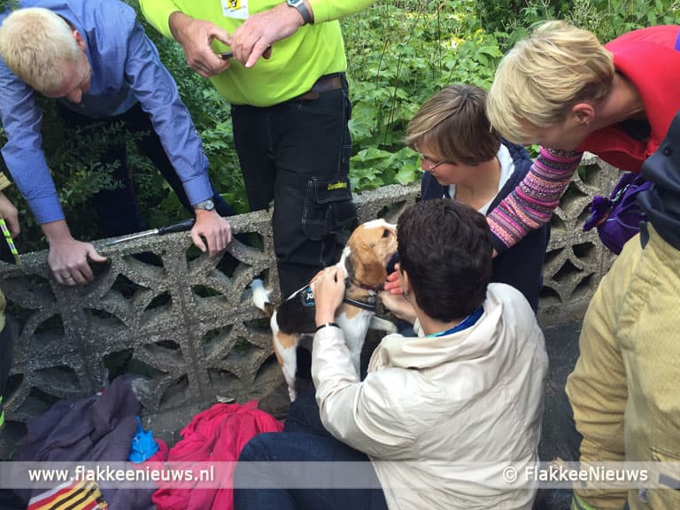 Hondje door brandweer bevrijd