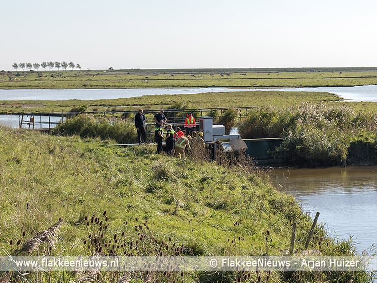 Koe te water bij N57 Goedereede