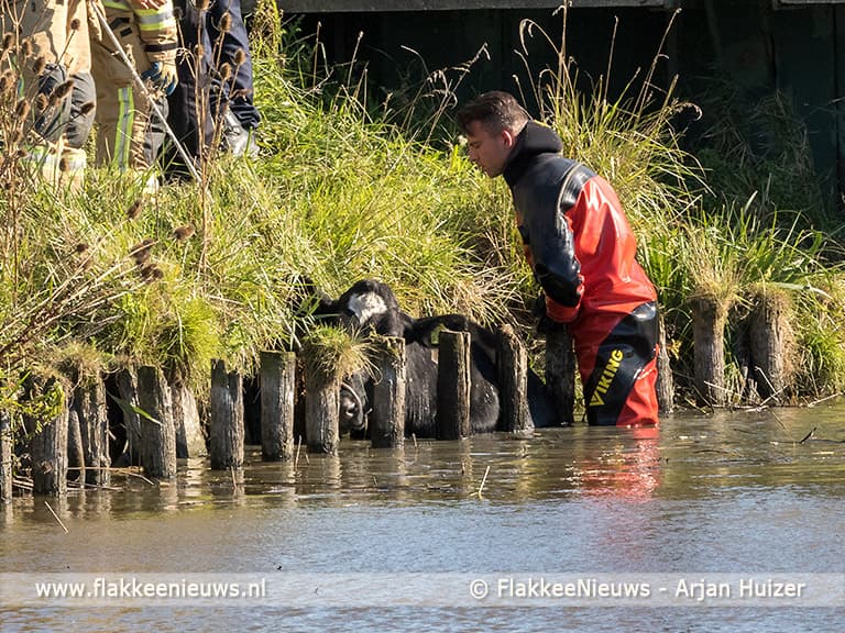 Koe te water bij N57 Goedereede