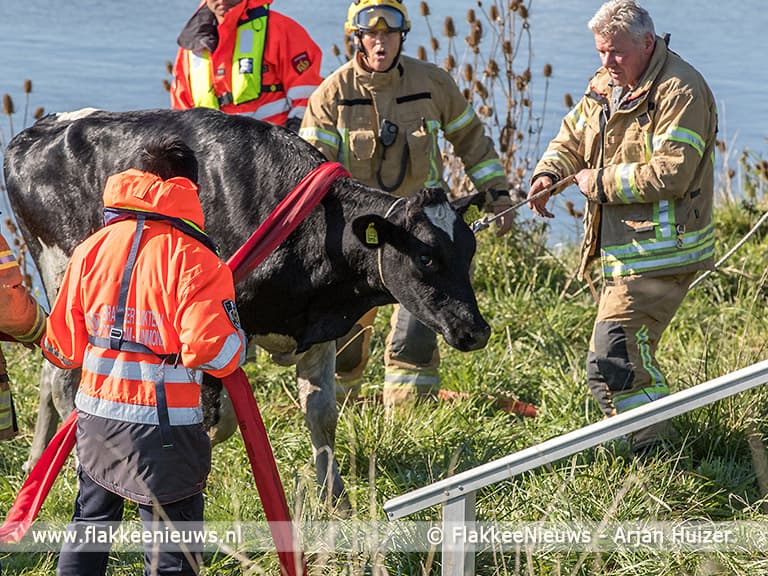 Koe te water bij N57 Goedereede