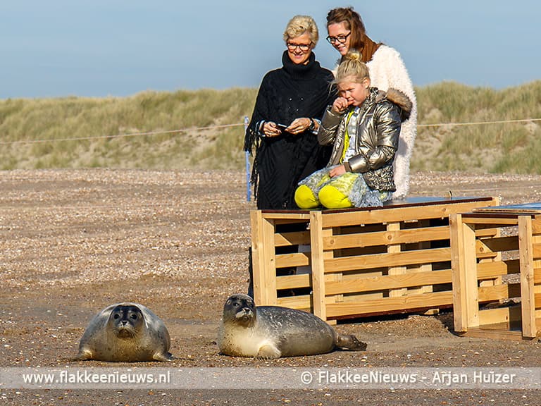 Burgemeester en dochters laten zeehond vrij bij Ouddorp