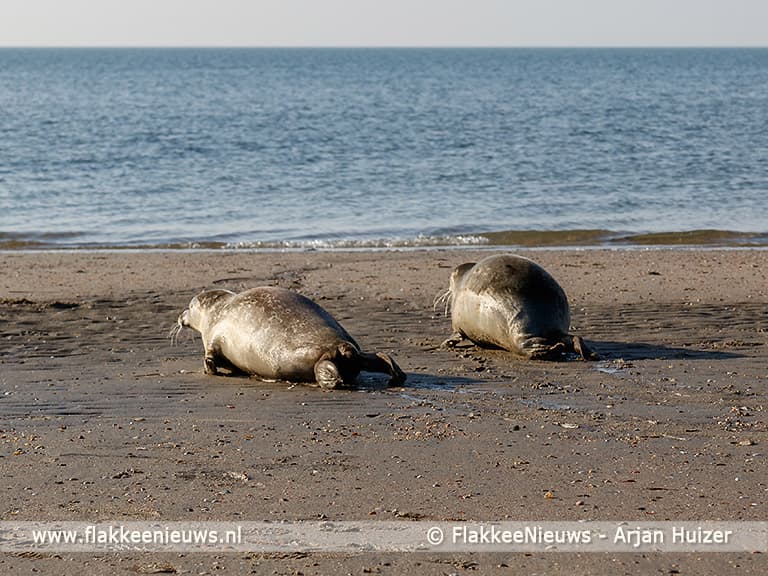 Burgemeester en dochters laten zeehond vrij bij Ouddorp