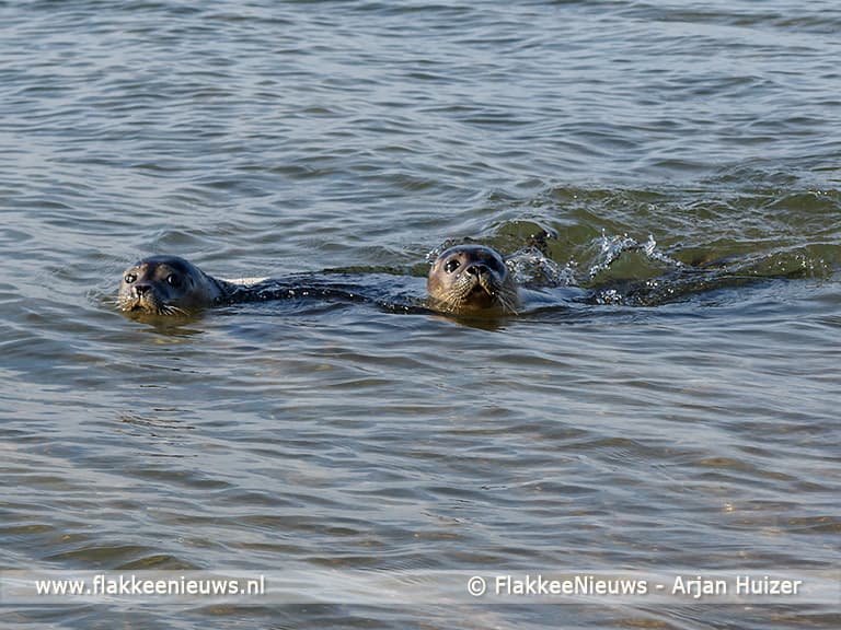 Burgemeester en dochters laten zeehond vrij bij Ouddorp