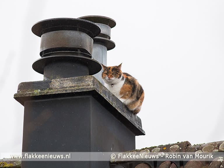 Kat met hoogwerker van dak gered