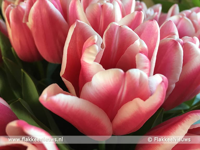 Tulpen prima op schema voor 5e tulpenwandeltocht