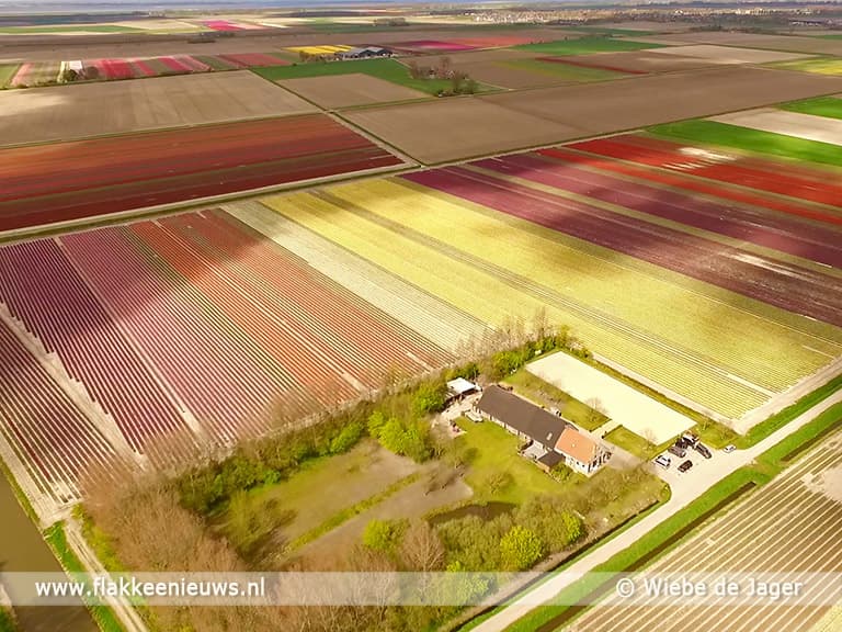 Video: Tulpenvelden van Goeree-Overflakkee