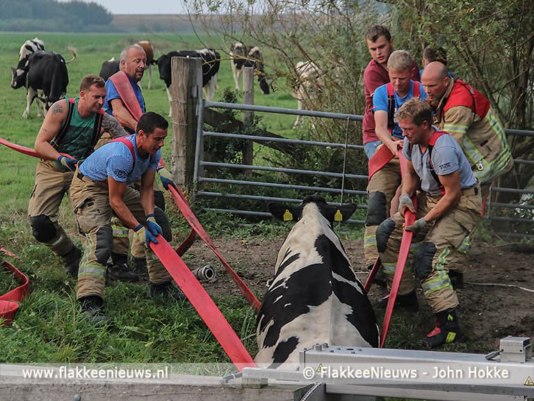 Brandweer schiet koe in de sloot te hulp
