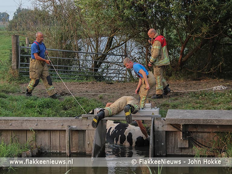 Brandweer schiet koe in de sloot te hulp