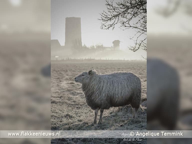 Winnaar fotowedstrijd mooiste foto van Goeree-Overflakkee