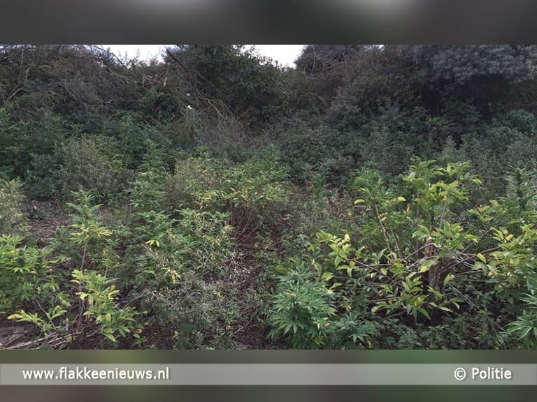 Hennep in duinen Stellendam gevonden