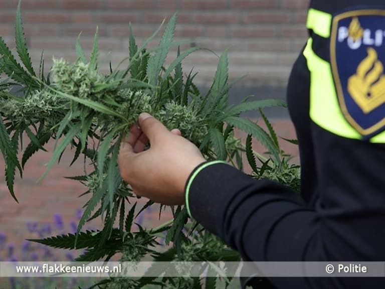 Flinke drugsvangst en hennepkwekerij in woningen Middelharnis