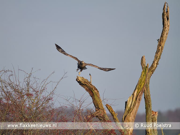 Zeearenden op Tiengemeten voor het eerst aan het nestelen