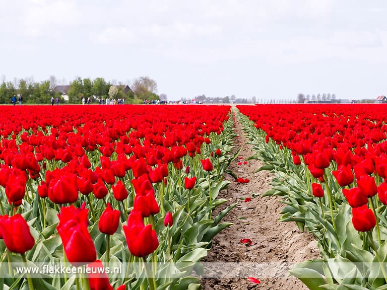 1270 Deelnemers voor 6e tulpenwandeltocht