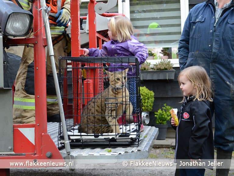 Bijzondere poes in de boom