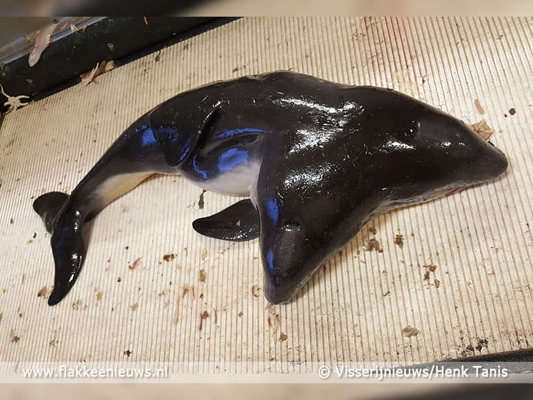 Vissers uit Goedereede vangen bruinvis met twee koppen