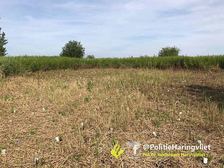 Vier hennepplantages opgerold op Tiengemeten