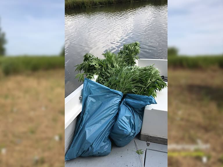 Vier hennepplantages opgerold op Tiengemeten