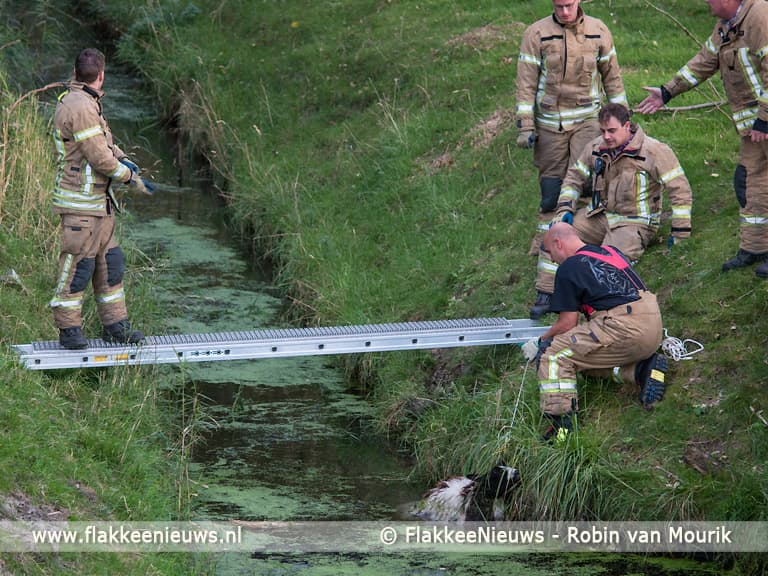 Stellendamse brandweer heeft schaapje op het droge