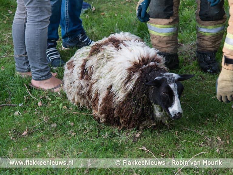 Stellendamse brandweer heeft schaapje op het droge