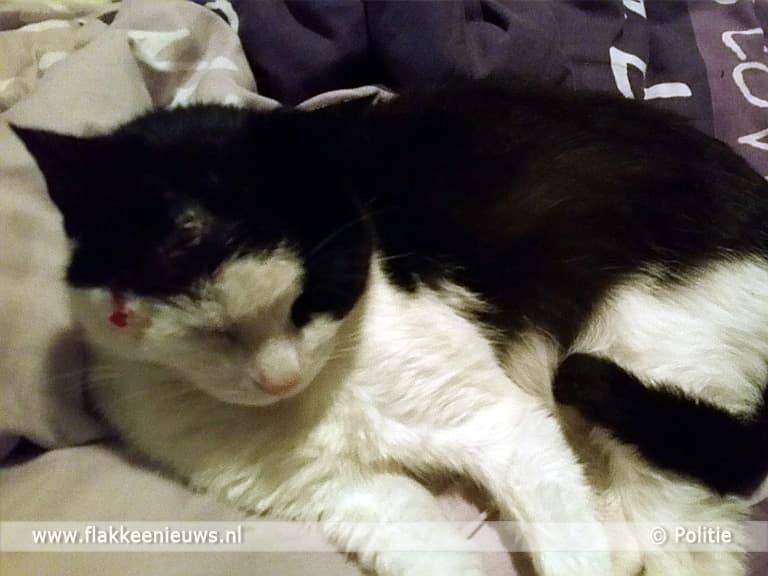 Kat beschoten in Middelharnis, politie zoekt getuigen