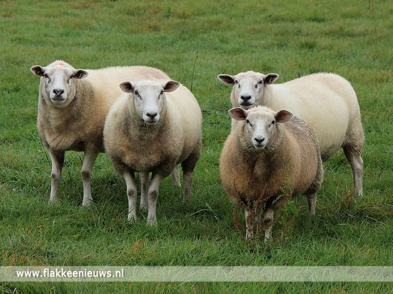 Schaap Ooltgensplaat niet levend op brandstapel gegooid