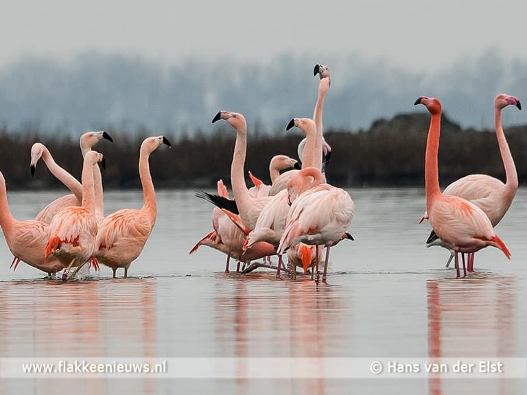 Flakkeese flamingo's worden goed bekeken