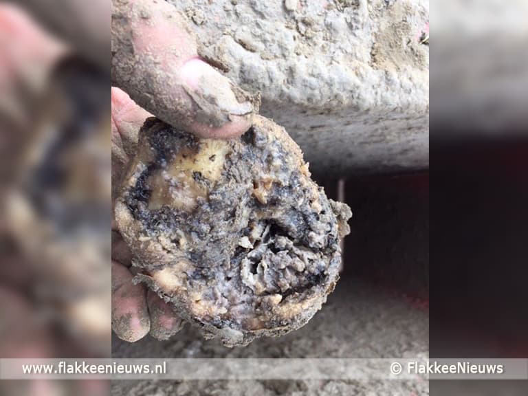 Waterrot zorgt voor dramatische aardappeloogst op Goeree-Overflakkee