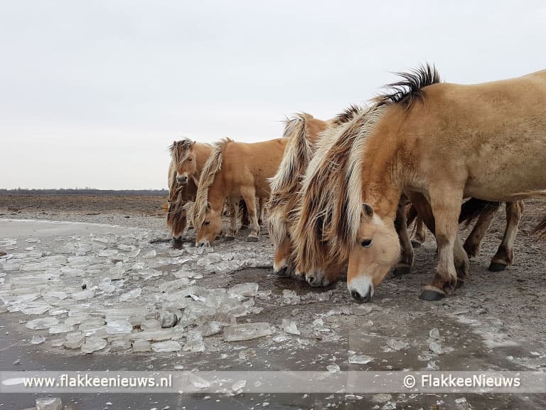 Vrieskou geen probleem voor Flakkeese dierenkuddes