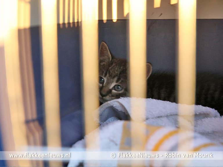 Kitten na twee dagen bevrijd uit auto
