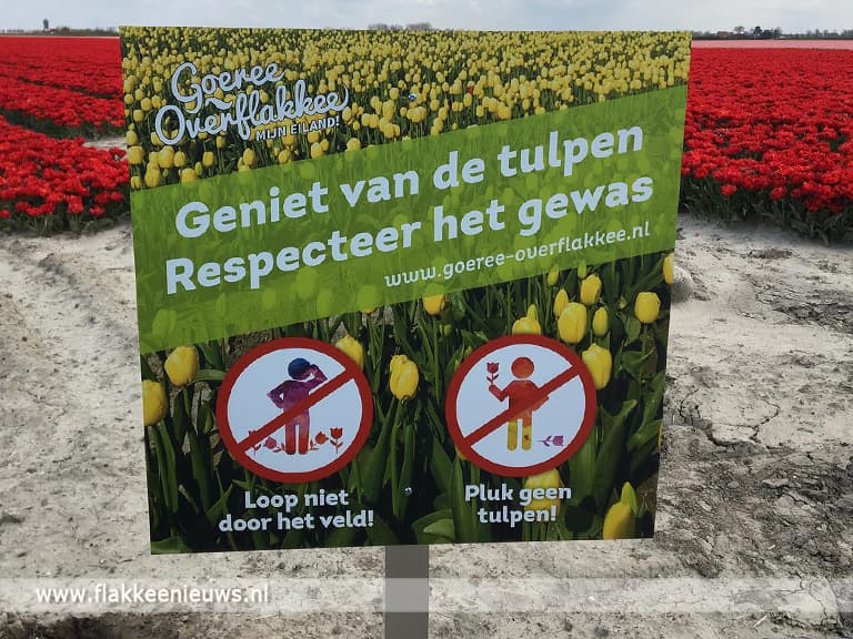 Genieten van tulpen op Goeree-Overflakkee