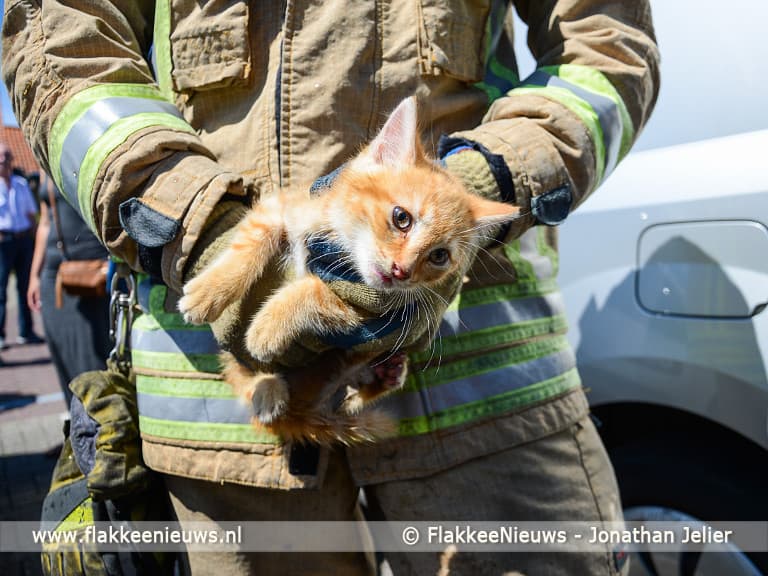 Kitten is hulpverleners bijna te slim af