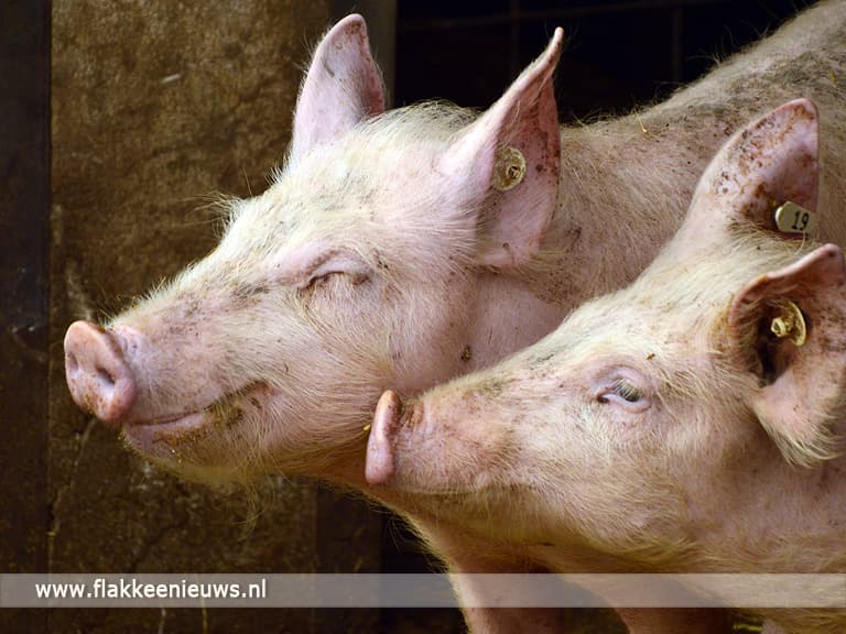 Honderden varkens dood door technische storing