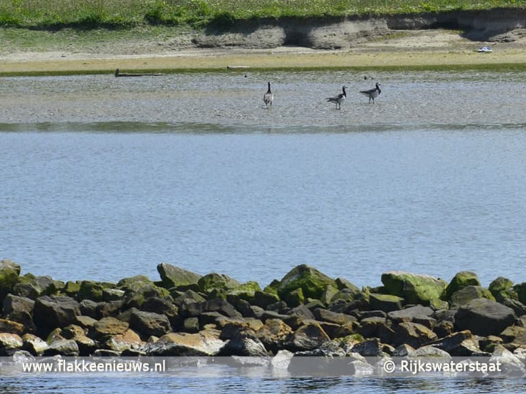 Natuurvriendelijke oevers, vogeleilandjes en visbossen