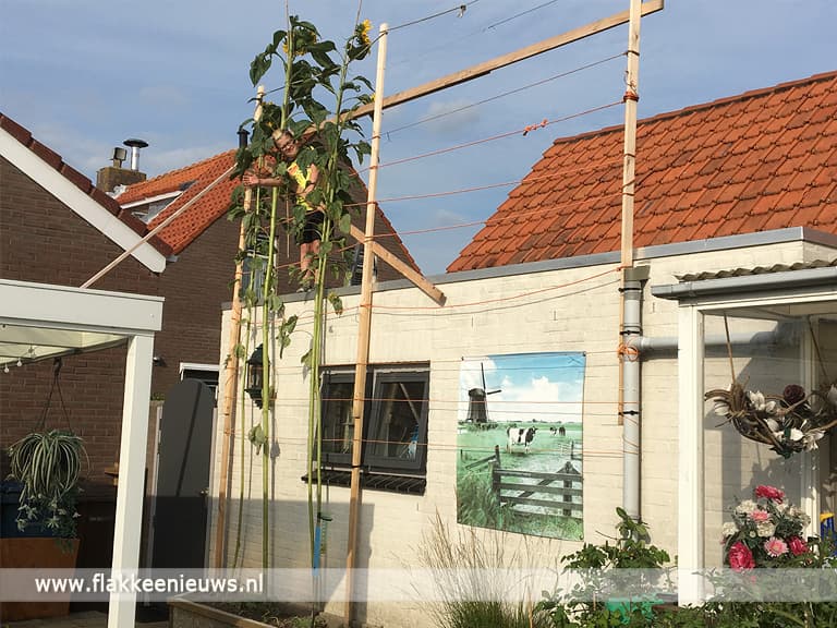 Hoogste zonnebloem Goeree-Overflakkee