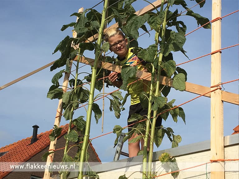 Hoogste zonnebloem Goeree-Overflakkee