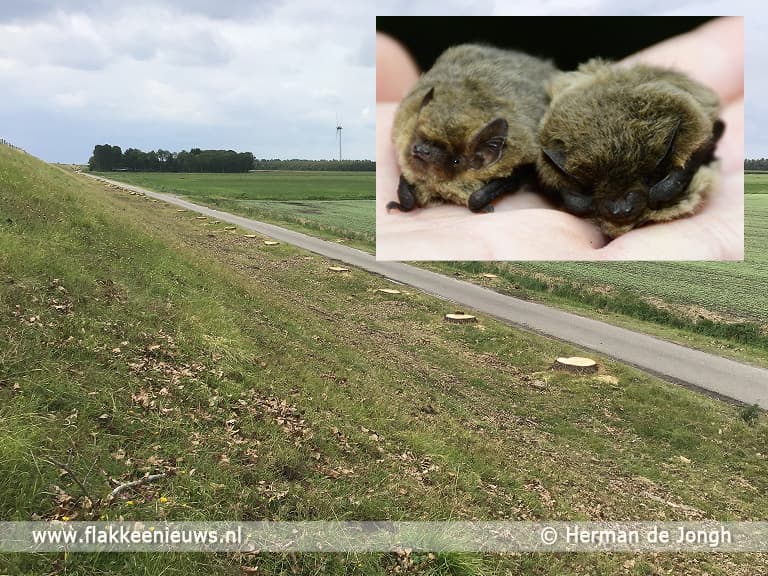 Nieuwe bomen voor Zuiderlandsezeedijk, vrijwilligers gaan helpen