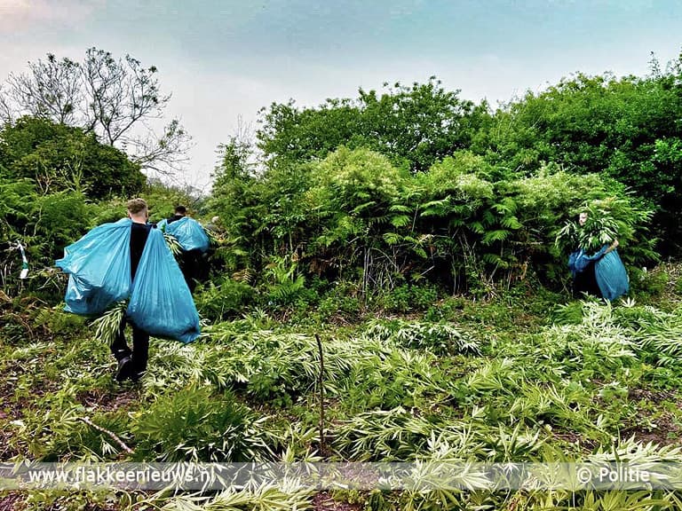 Vier hennepplantages aangetroffen in natuurgebied