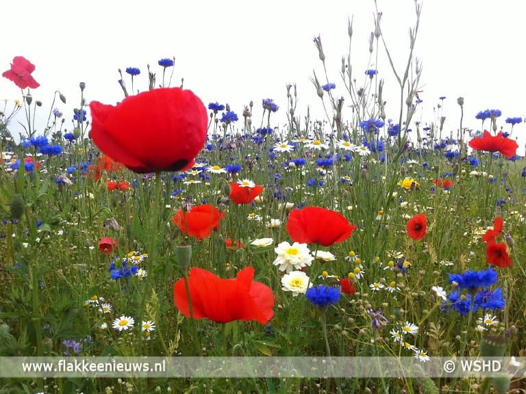 Bloemrijke akkerranden op Goeree-Overflakkee