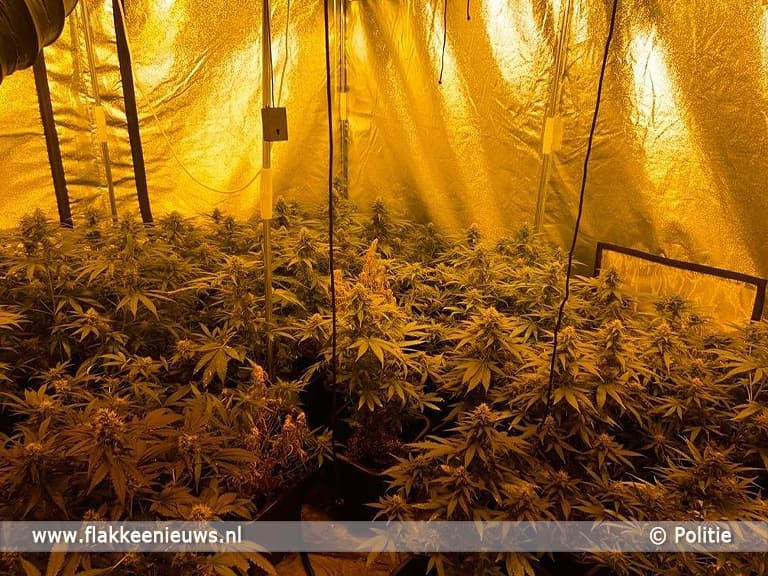 Politie op zoek naar hennepteelt op Goeree-Overflakkee