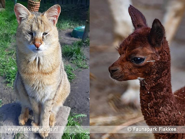 Faunapark Flakkee in financieel zwaar weer