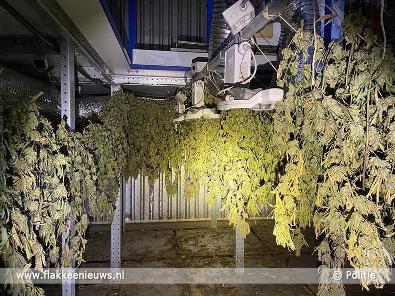 600 Hennepplanten aangetroffen in loods Stellendam