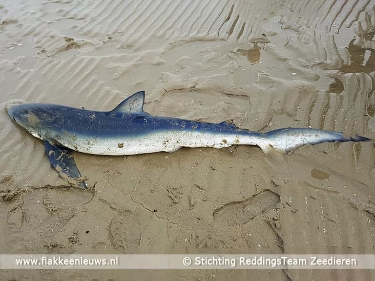 Levende blauwe haai aangetroffen bij Ouddorp
