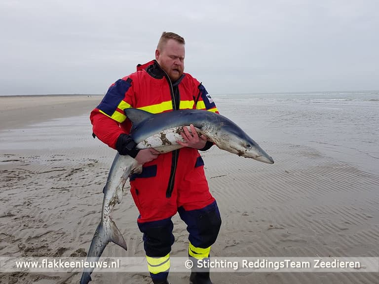 Levende blauwe haai aangetroffen bij Ouddorp