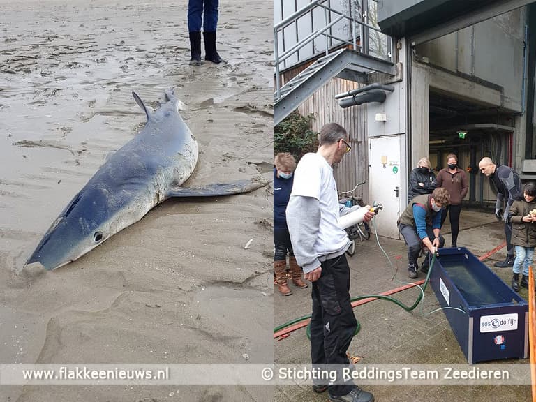 Levende blauwe haai aangetroffen bij Ouddorp