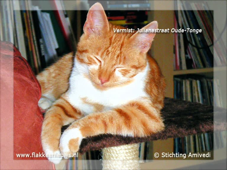 Gevonden en vermiste dieren week 40-2011
