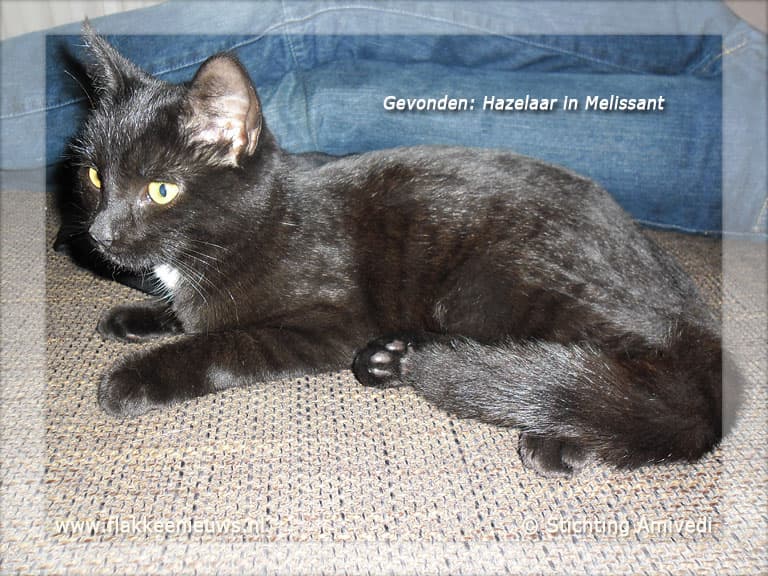 Gevonden en vermiste dieren week 40-2011