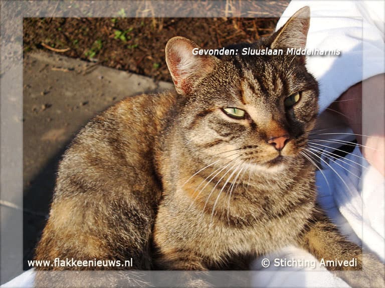 Gevonden en vermiste dieren week 40-2011