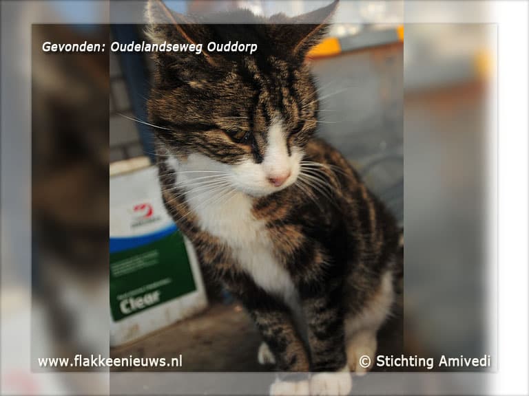 Gevonden en vermiste huisdieren week 43-2011